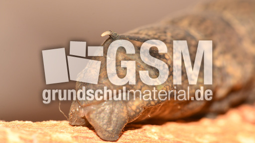 Mittlerer Weinschwärmer (4).jpg